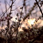 spring_sunset.jpg